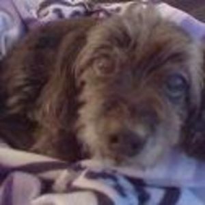 Meet your Posher, Anne